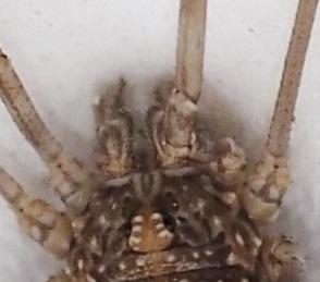 Phalangiinae